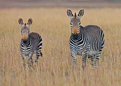 Family of zebra