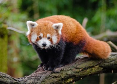 Red Panda