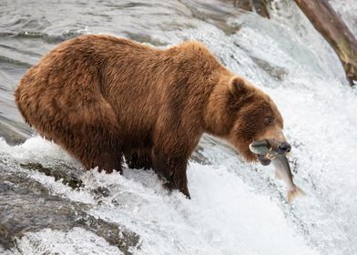 Brown bear fishing 