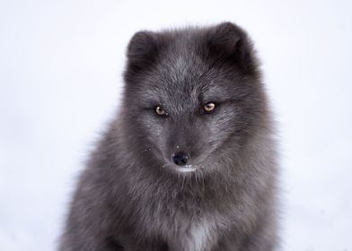 Little arctic fox