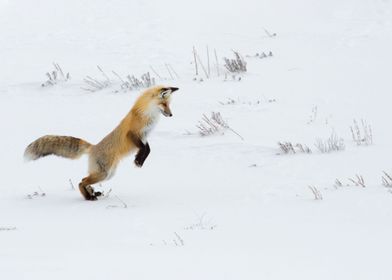 Hunting fox