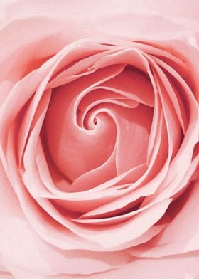 Flower Rose Pink