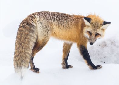 Red fox in Lamar Valley