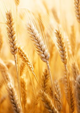 golden wheat