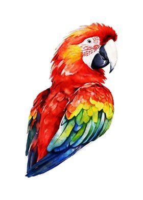 Scarlet Macaw Watercolor