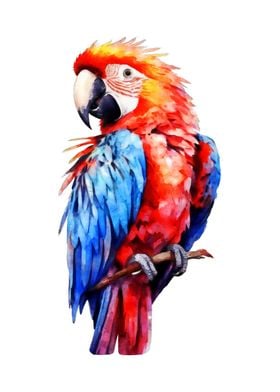 Scarlet Macaw Watercolor