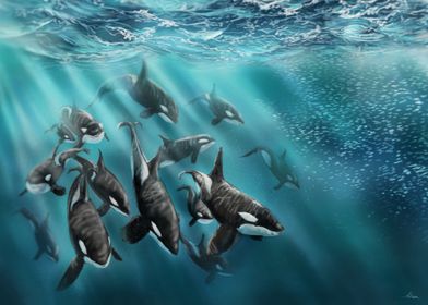 An orca pod