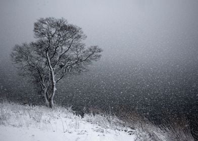 tree in snow