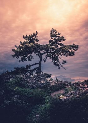 Mystic Pine