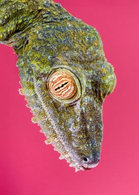 Giant Leaf tailed Gecko