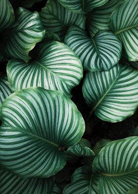 Green tropical leaves 