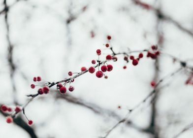 Berries On Branch