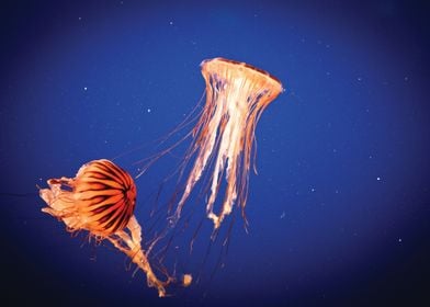 Aquarium Jellyfish 9