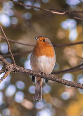 Red Throat