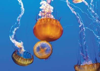 Aquarium Jellyfish 7