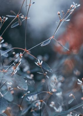 Natural Plant Flowers