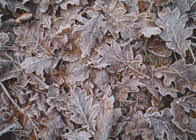 frozen leaves background