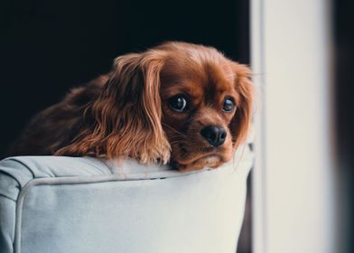 Brown cocker spaniel