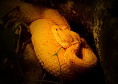 Eyelash viper