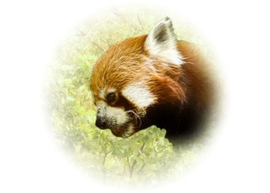 Red panda