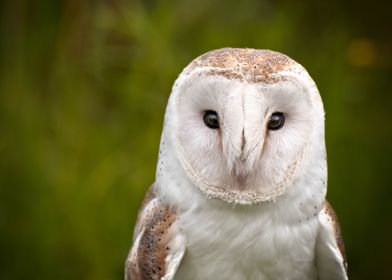 Barn Owl