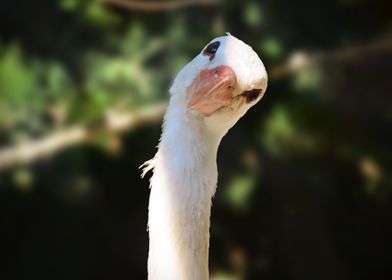 Curious stork