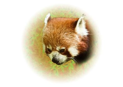 Red panda