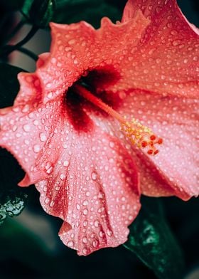 a Pink Flower