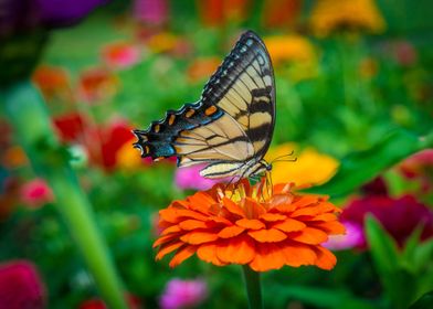 butterfly on flower