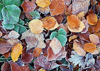 frozen leaves background