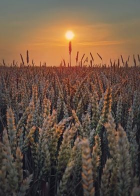 sunset above wheat field