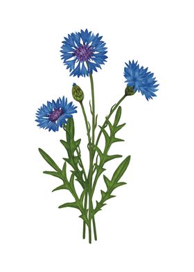 Blue Cornflowers