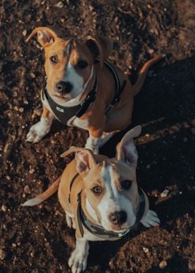 Two Cute dogs 