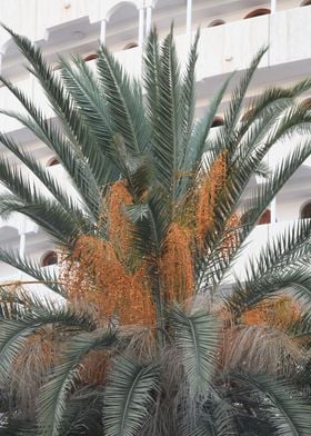 Canary Island Palm Dream 1