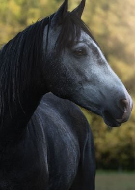 Welsh Partbred Horse