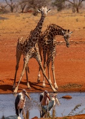 Two Giraffes At Waterhole