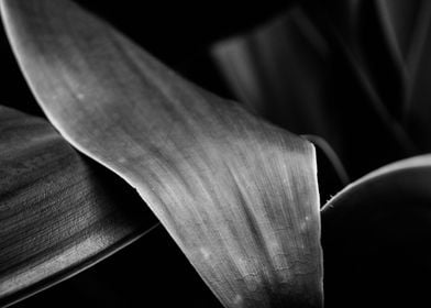 Black & White Macro Plant