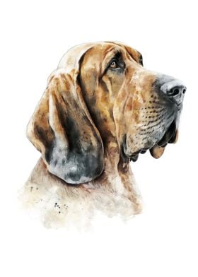 Bloodhound Dog Watercolor 