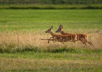 Jumping Roe Deers