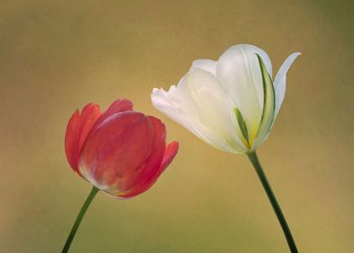 Two tulips on beige