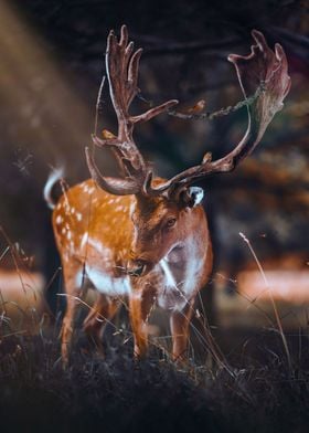 Enchanted Forest King Deer
