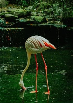 Funny Flamingos