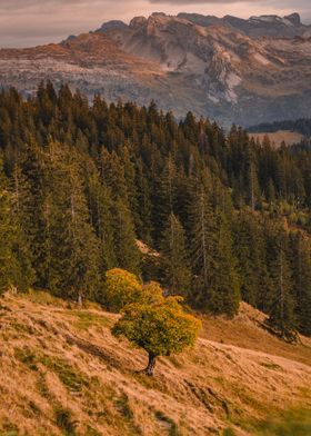 Mountain Autumn Tree