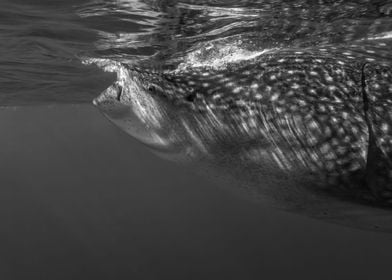 Whale Shark Portrait