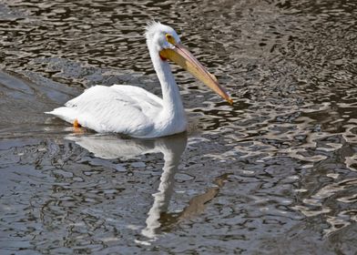 American pelican 