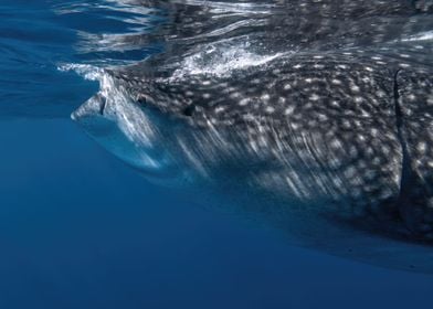 Whale Shark Portrait