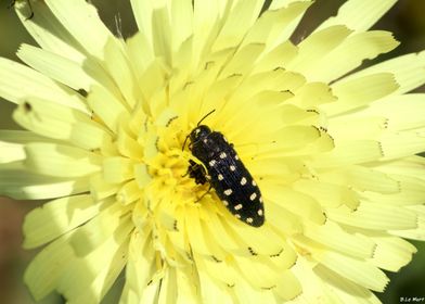 Coleoptera on flower