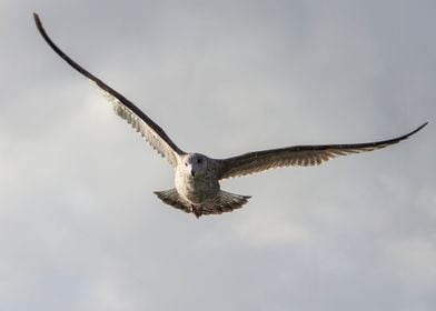 seagull flying 