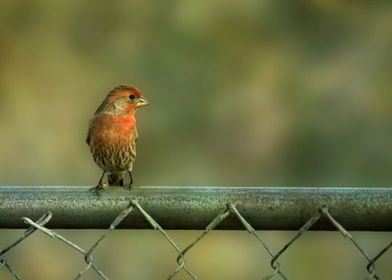 Finch on the fence