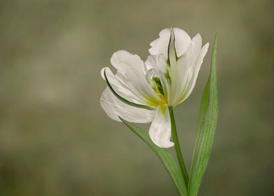 White tulip in bloom